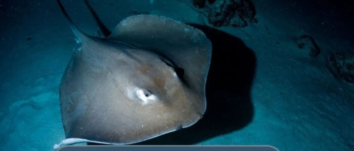 mergulho-norturno-12